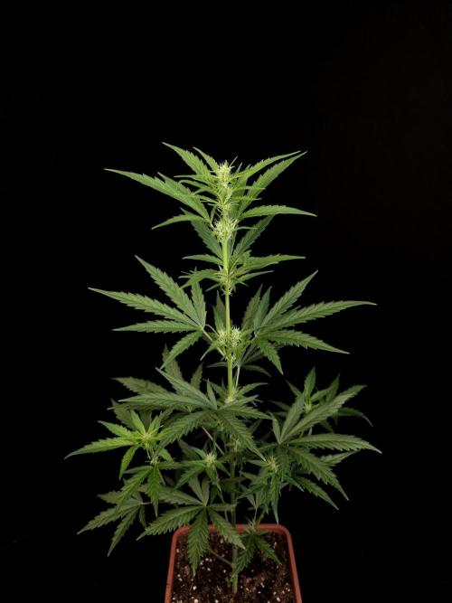 Girl scoute cookies auto. Week 4