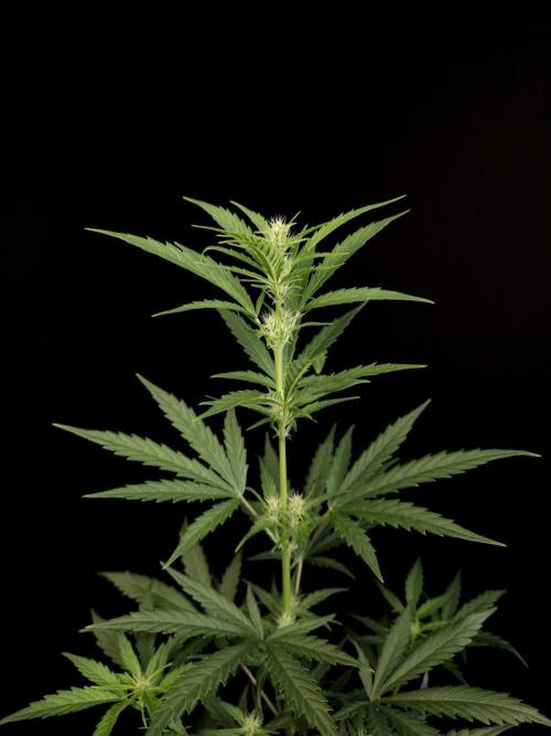 Girl scoute cookies auto. Week 4