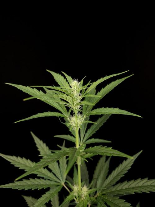 Girl scoute cookies auto. Week 4