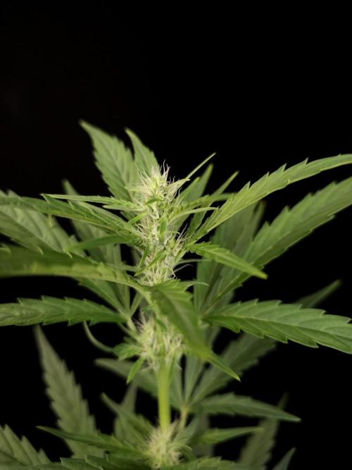 Girl scoute cookies auto. Week 4