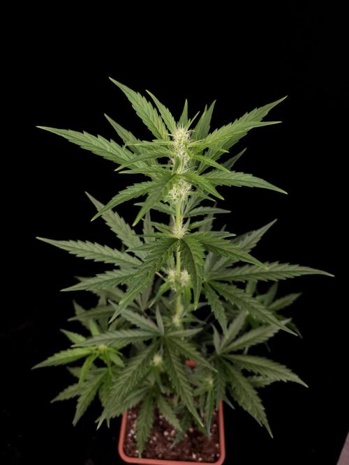 Girl scoute cookies auto. Week 4