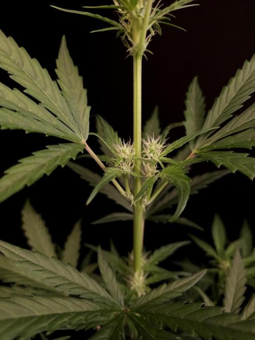 Girl scoute cookies auto. Week 4