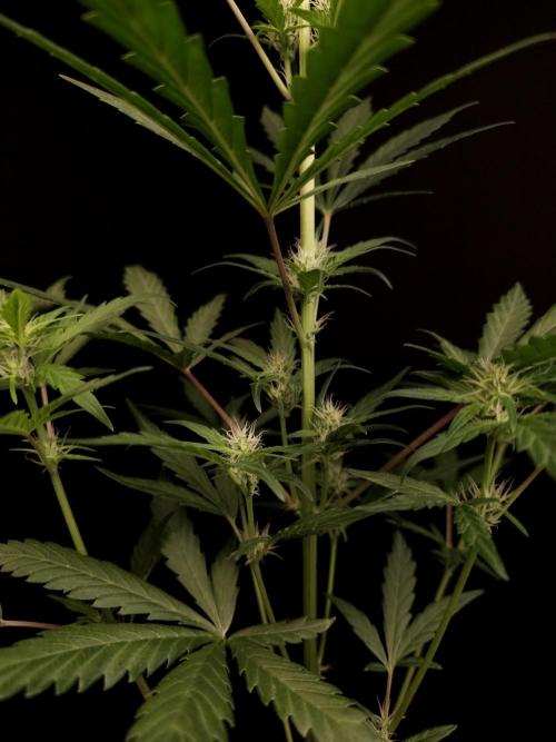 Girl scoute cookies auto. Week 4