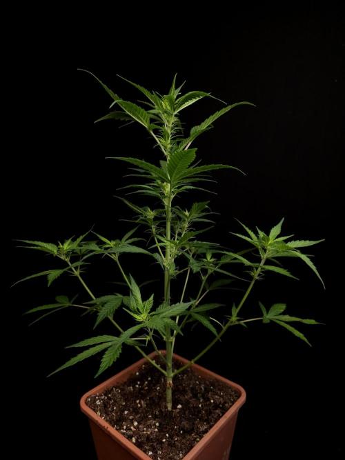 White widow auto. Week 4