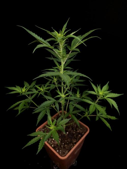 White widow auto. Week 4