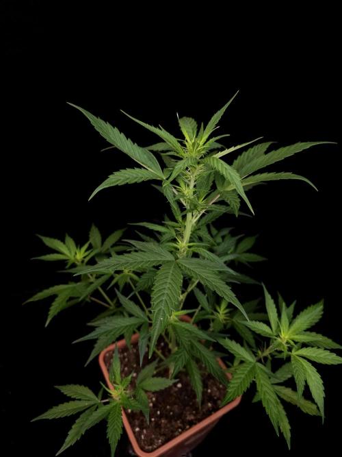 White widow auto. Week 4