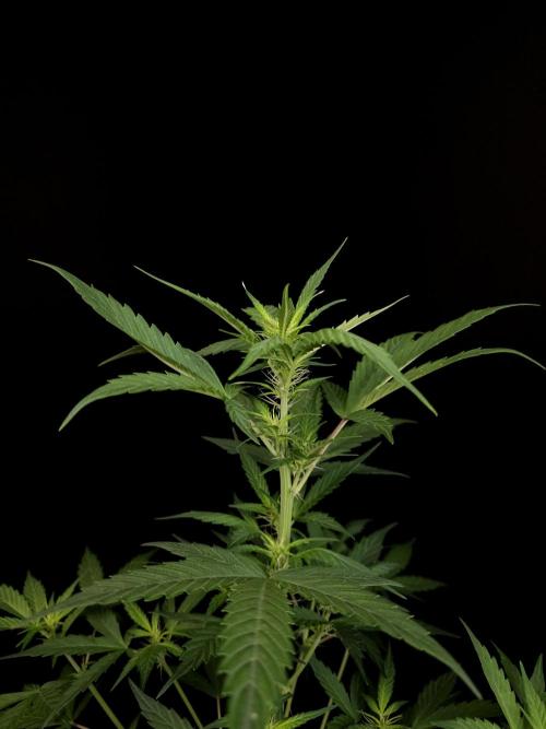 White widow auto. Week 4