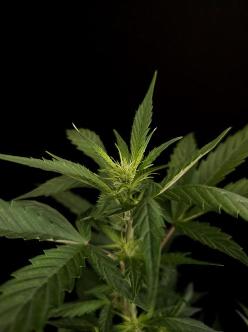 White widow auto. Week 4
