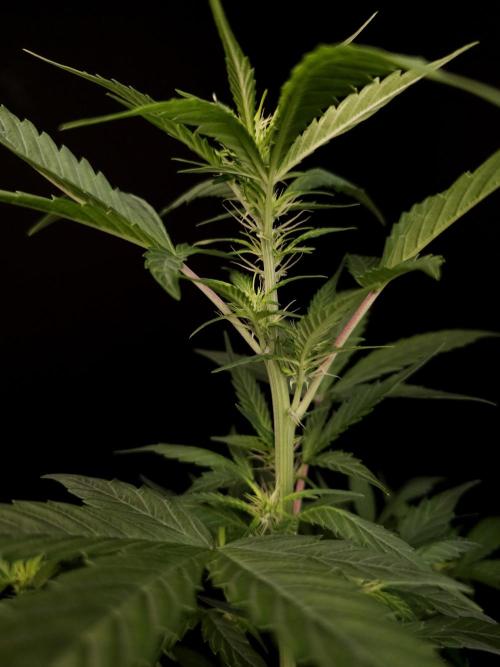 White widow auto. Week 4