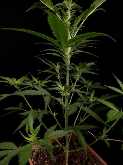 White widow auto. Week 4