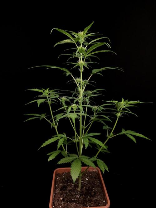 Zkittlez automatic. Week 4