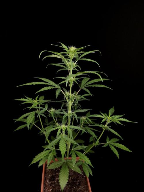 Zkittlez automatic. Week 4