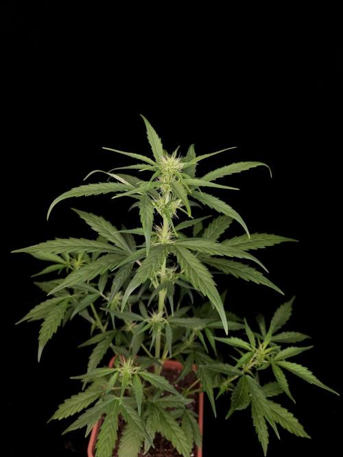 Zkittlez automatic. Week 4