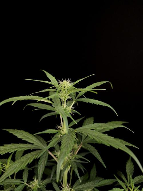 Zkittlez automatic. Week 4