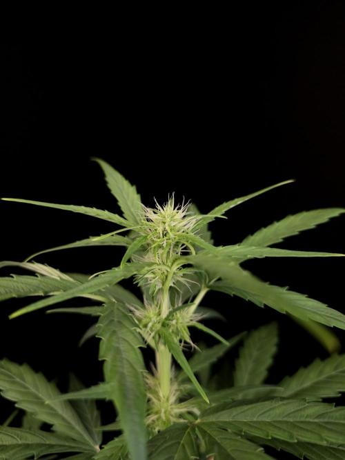 Zkittlez automatic. Week 4