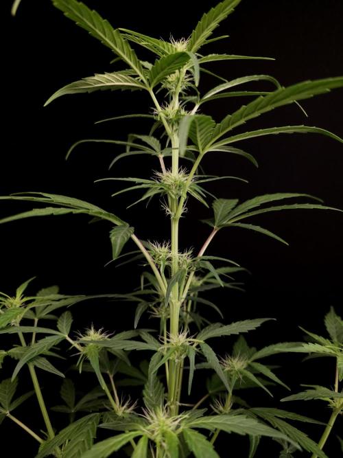 Zkittlez automatic. Week 4