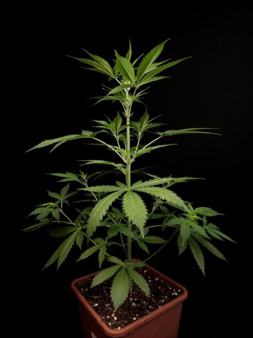 White widow auto 2. Week 4