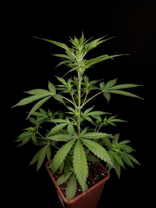 White widow auto 2. Week 4