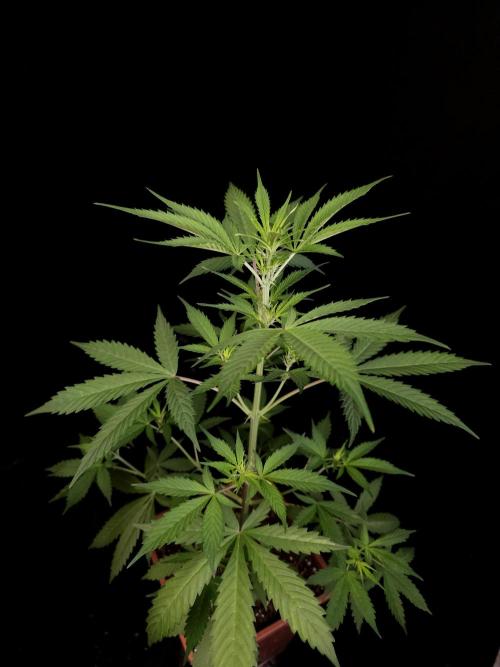 White widow auto 2. Week 4