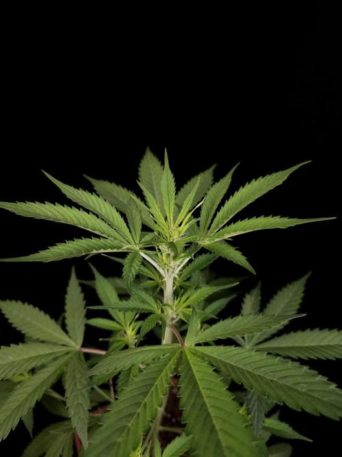 White widow auto 2. Week 4