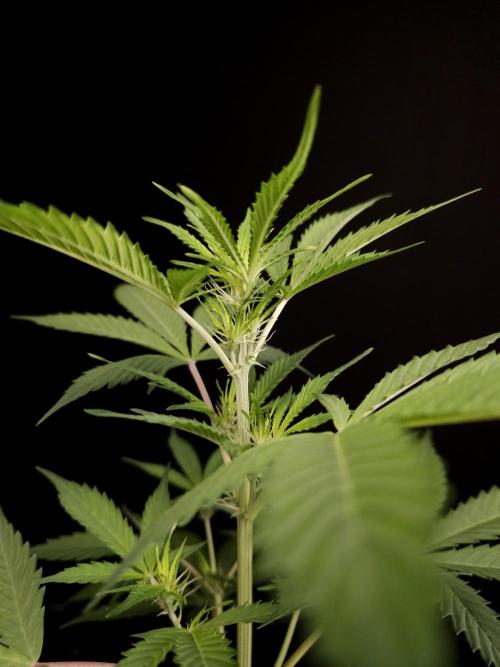 White widow auto 2. Week 4