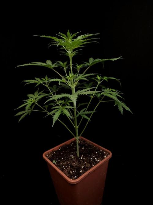 G.s.c auto 2. Week 4