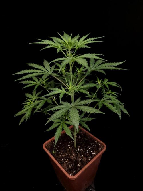 G.s.c auto 2. Week 4