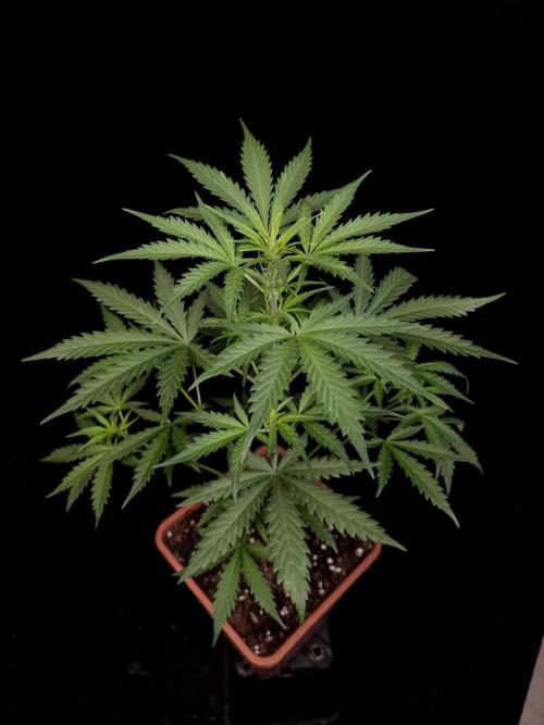 G.s.c auto 2. Week 4