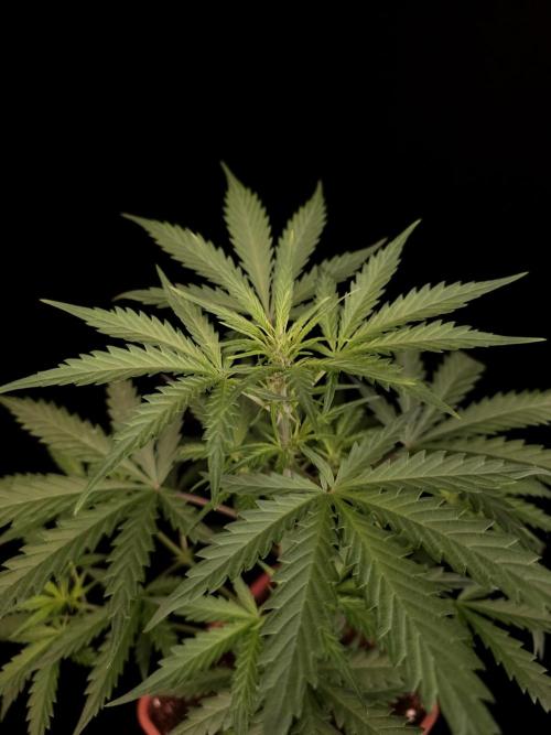 G.s.c auto 2. Week 4