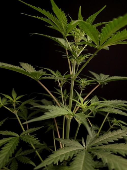 G.s.c auto 2. Week 4