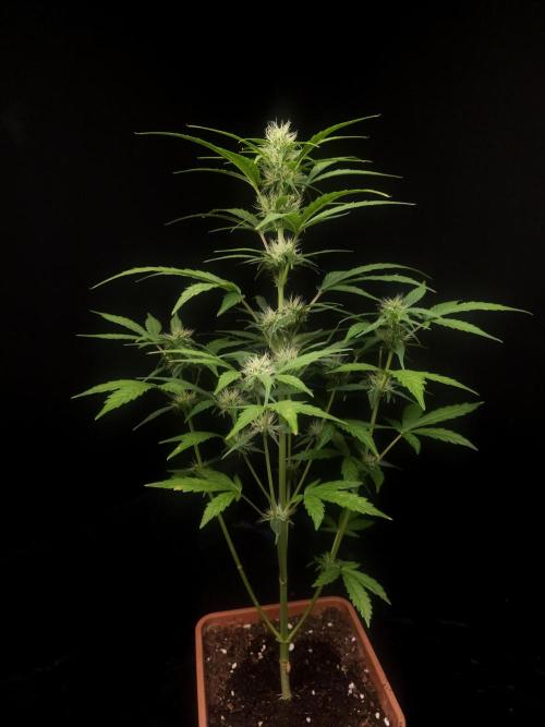 Zkittlez automatic. Week 5