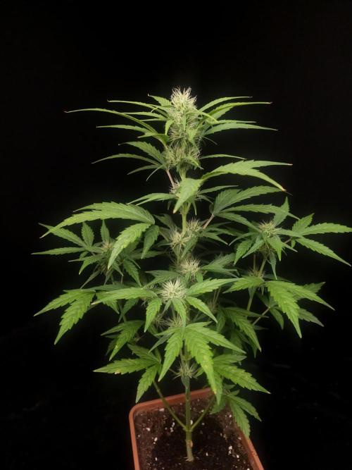 Zkittlez automatic. Week 5