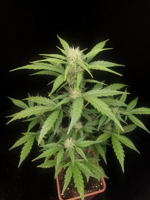 Zkittlez automatic. Week 5