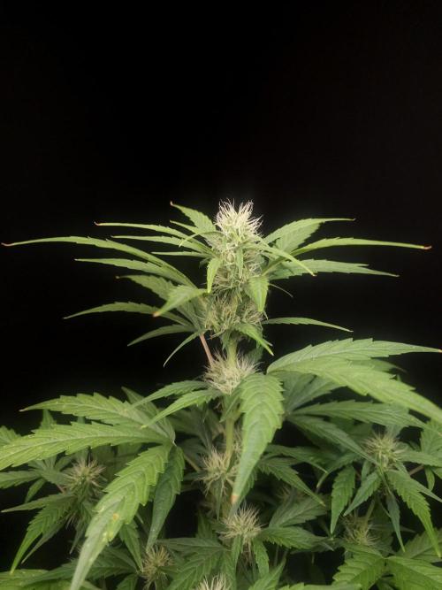 Zkittlez automatic. Week 5