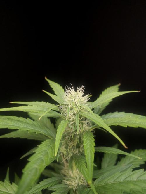 Zkittlez automatic. Week 5