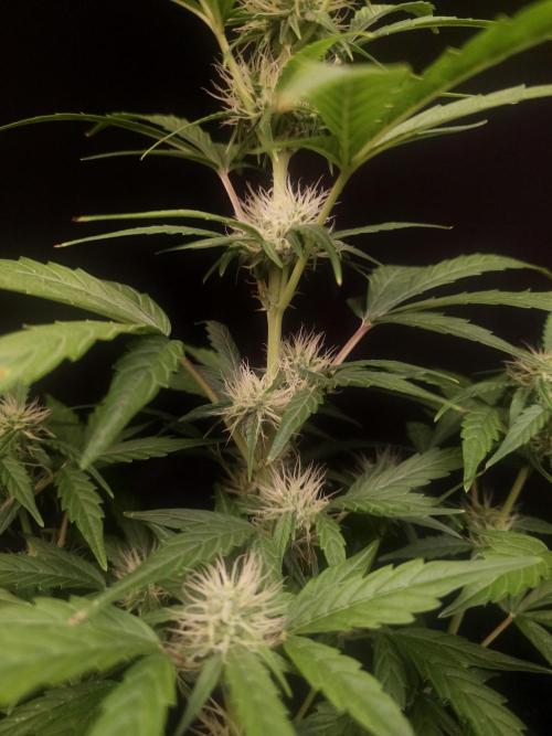 Zkittlez automatic. Week 5