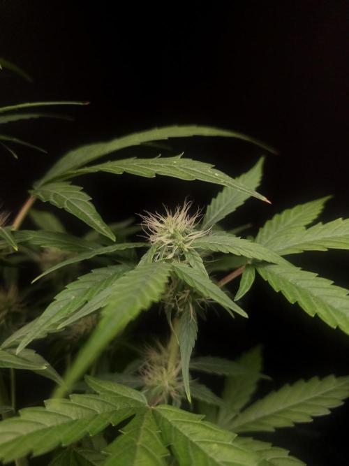 Zkittlez automatic. Week 5