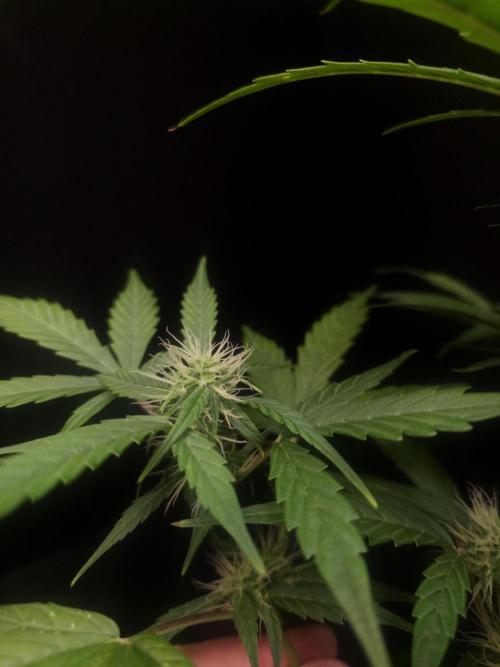 Zkittlez automatic. Week 5