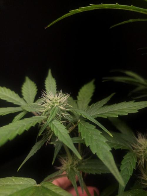 Zkittlez automatic. Week 5