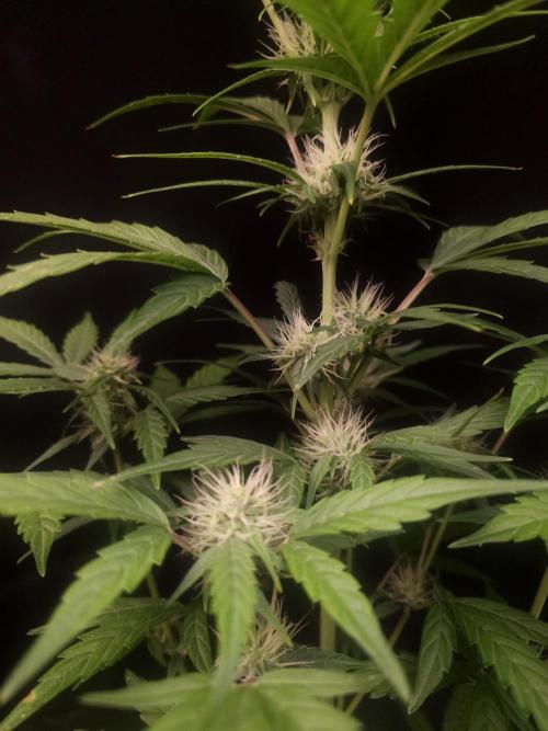 Zkittlez Automatic. Week 5