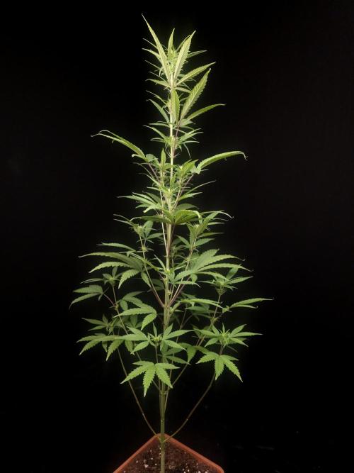 Zkittlez automatic 2. Week 5
