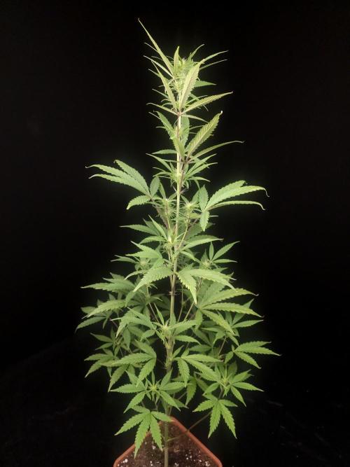 Zkittlez automatic 2. Week 5