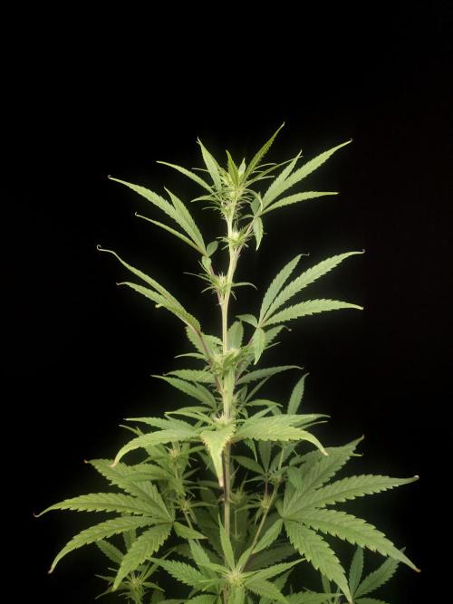 Zkittlez automatic 2. Week 5