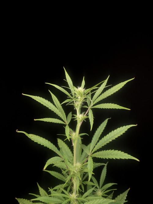 Zkittlez automatic 2. Week 5