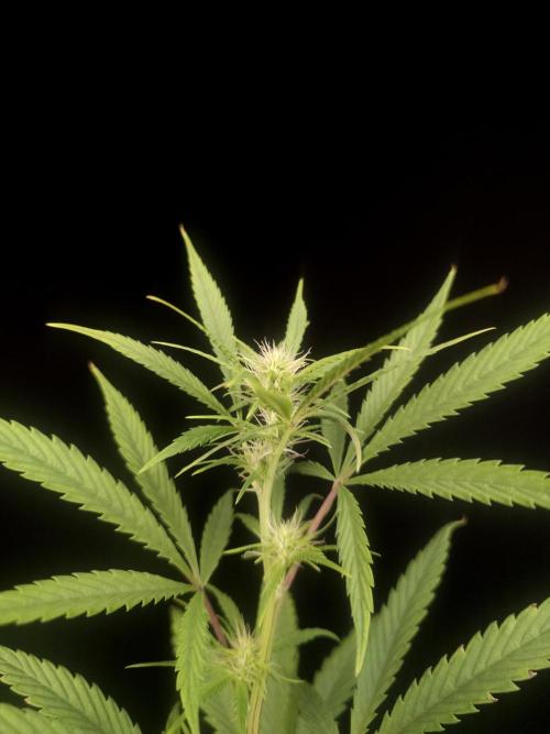 Zkittlez automatic 2. Week 5