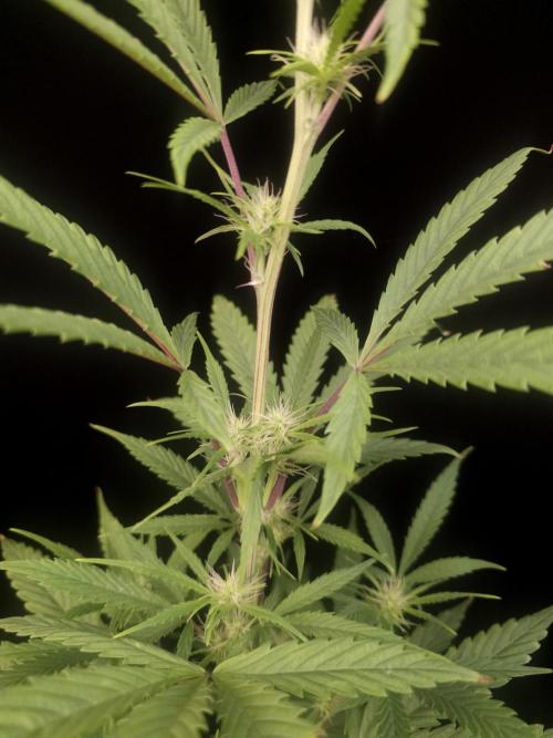 Zkittlez automatic 2. Week 5