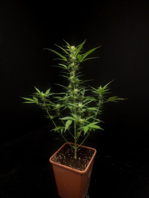 White widow auto. Week 5