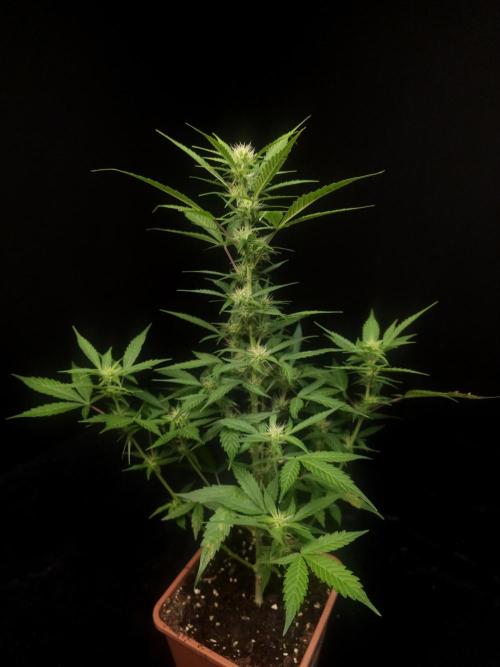 White widow auto. Week 5