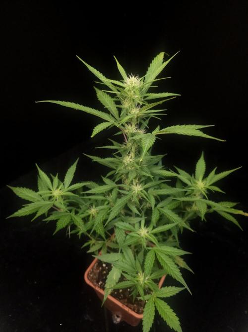 White widow auto. Week 5