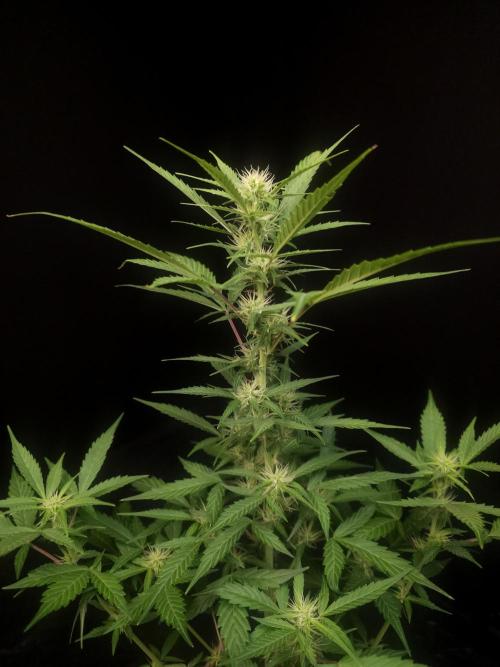 White widow auto. Week 5